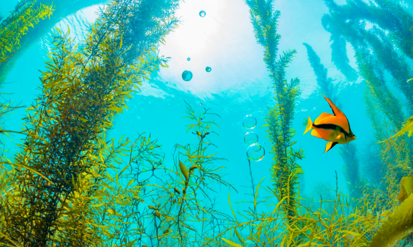 Algas marinhas como reguladoras do clima