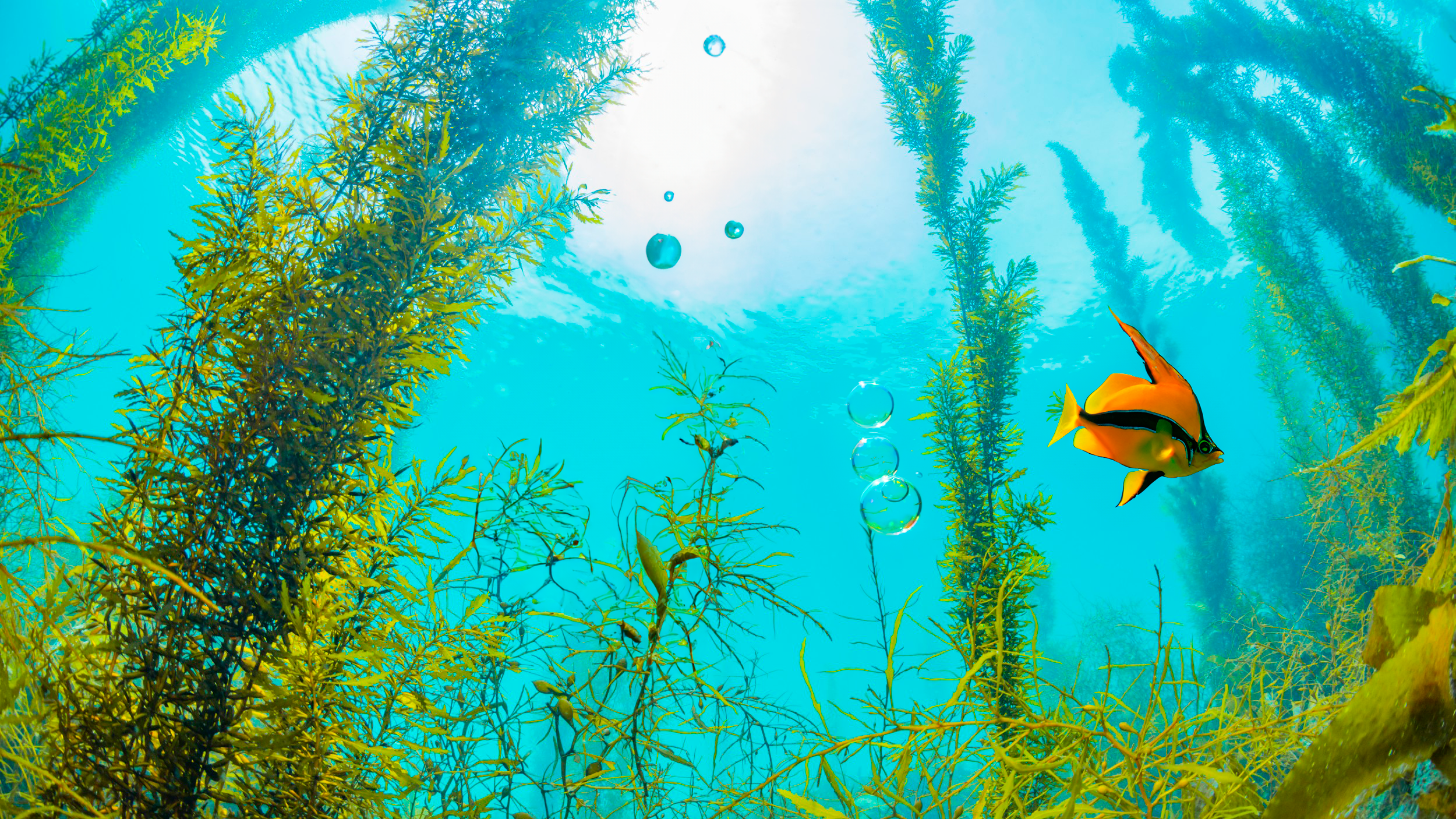Algas marinhas como reguladoras do clima - Nova Época