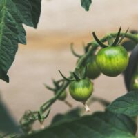 Agricultura Sustentável: transformando a produção de alimentos