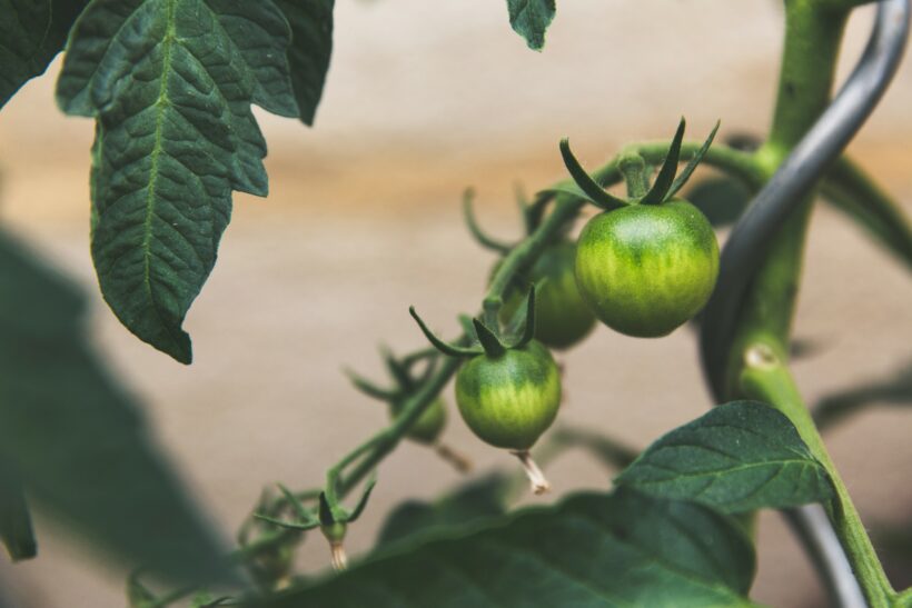 Agricultura Sustentável: transformando a produção de alimentos